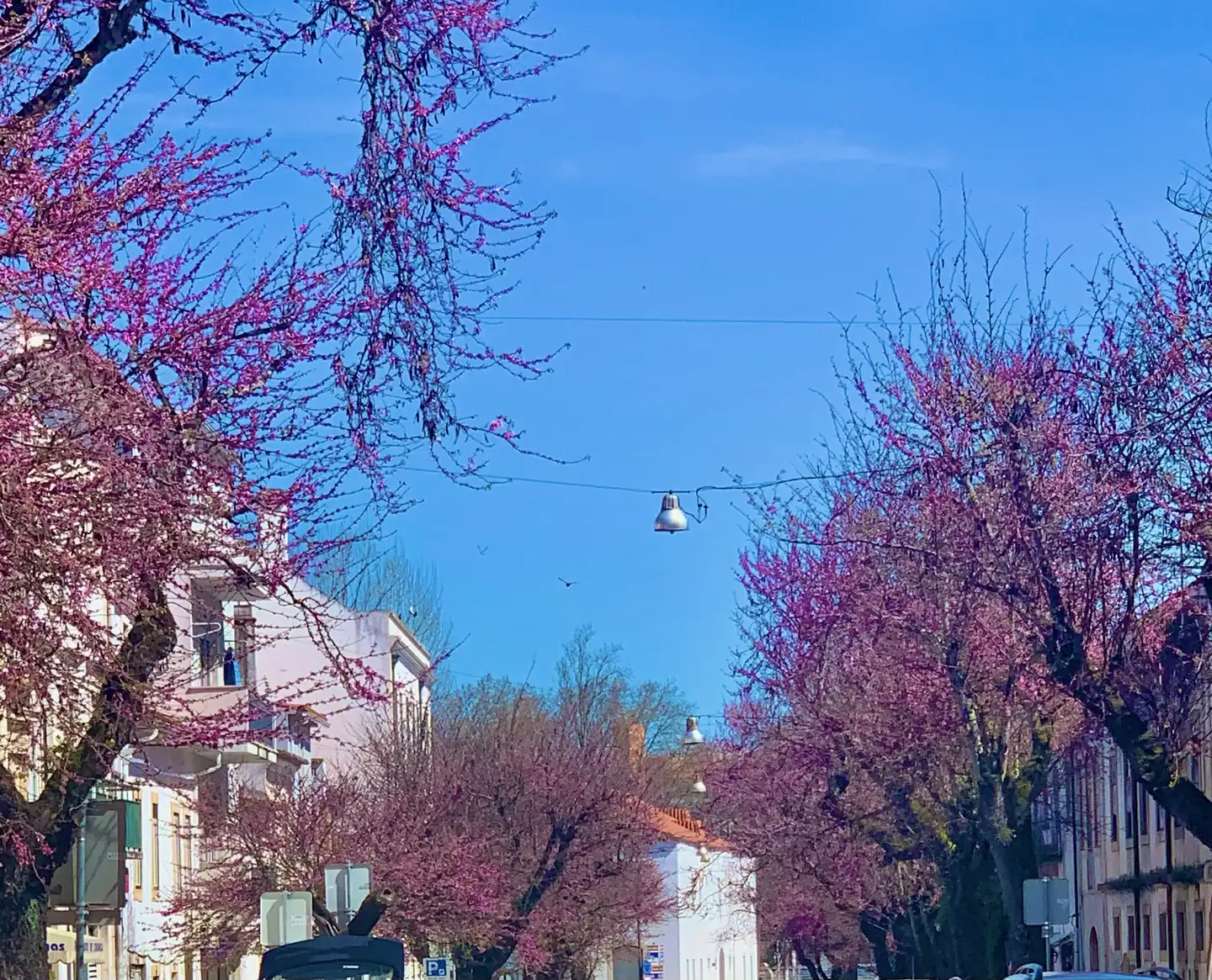 Rua dos Arcos, em Tomar, com as olaias em flor