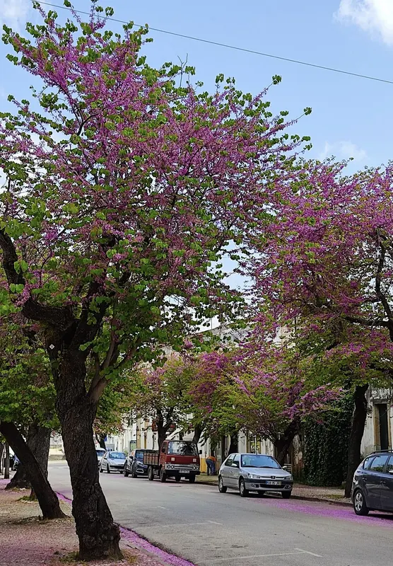 Rua dos Arcos, em Tomar
